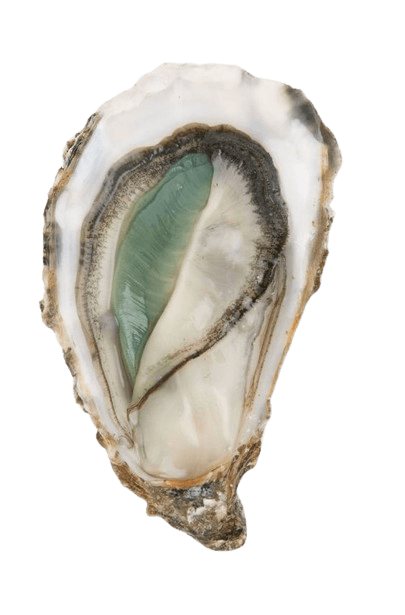 Cover Image for Mechanical Lily